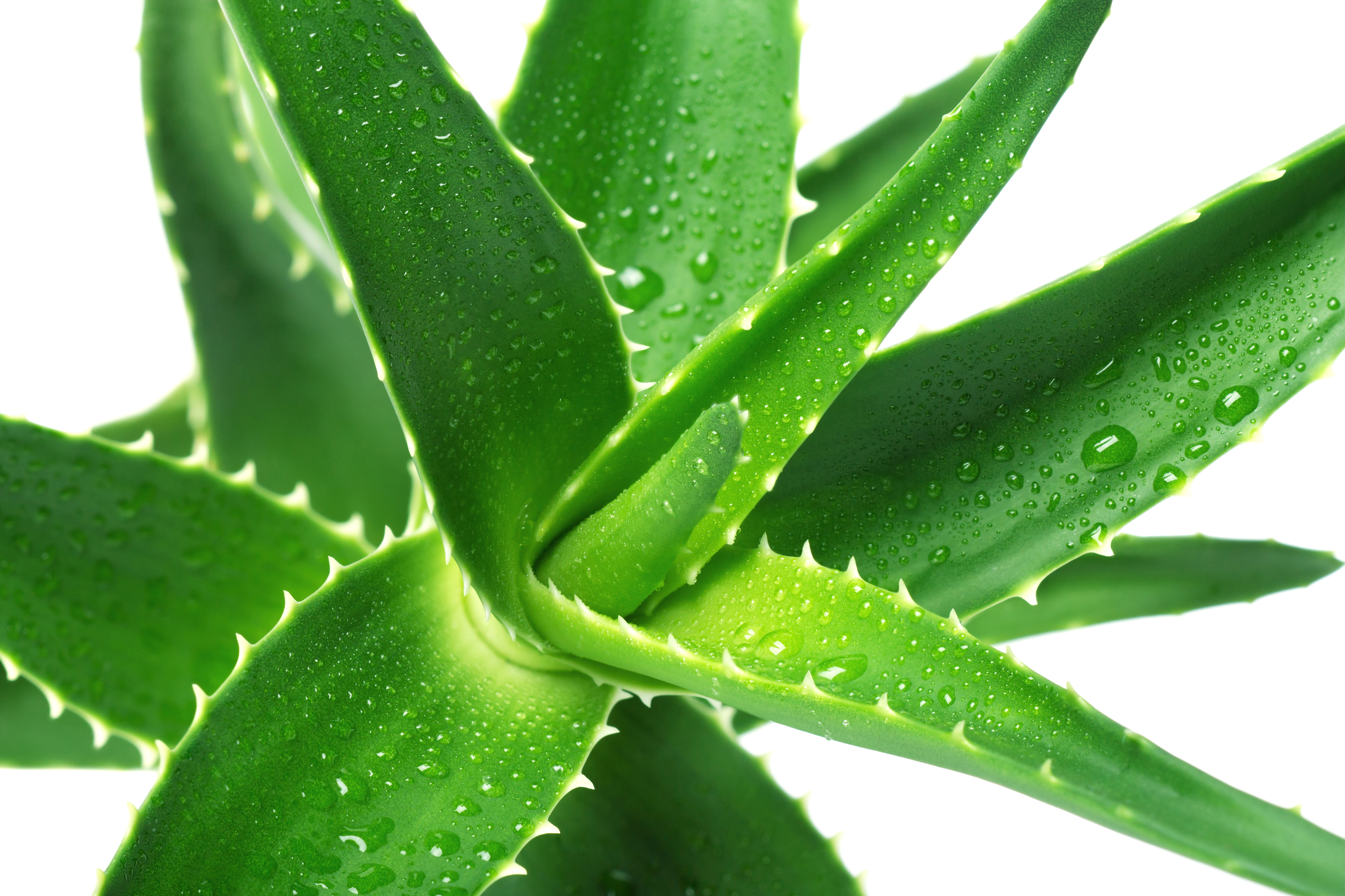 aloe vera2