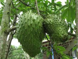corrossol